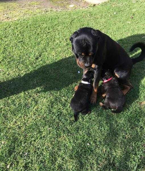 Kc Purebred Rottweiler  Puppies - Ready Now