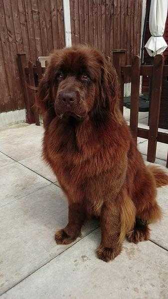 Kc reg, 5 generation pedigree full brown female Newfoundland 1 year old