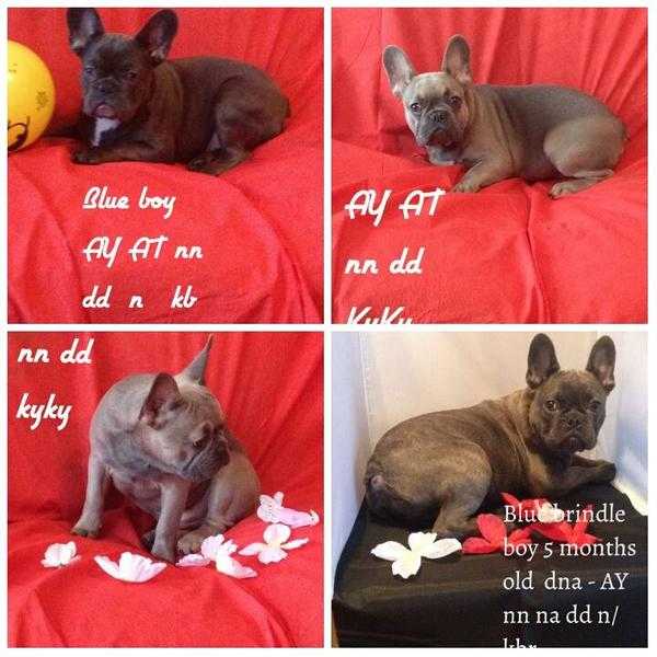 kc reg and dna tested french bulldog pups