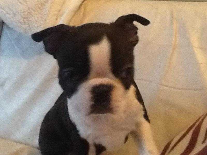 Kc reg black and white boston terrier male