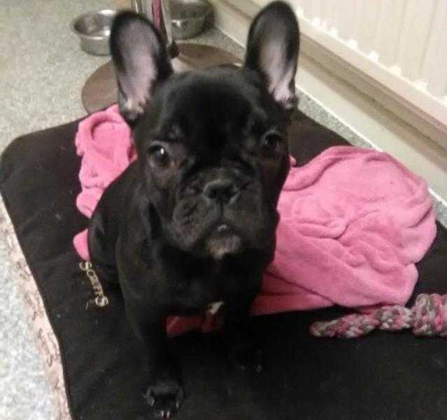 Kc reg blue gene French bulldog