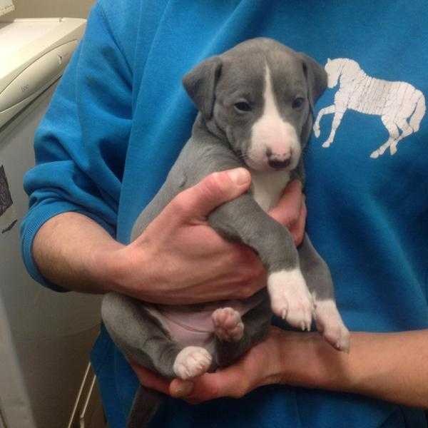 KC Reg Blue Whippet Pups For Sale