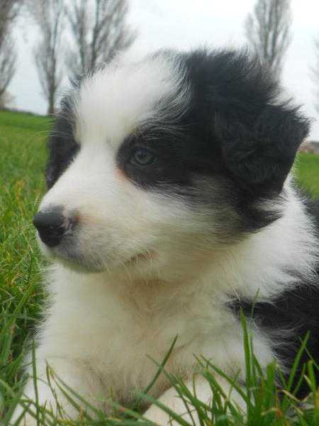 KC Reg Border Collie Bitch Puppy