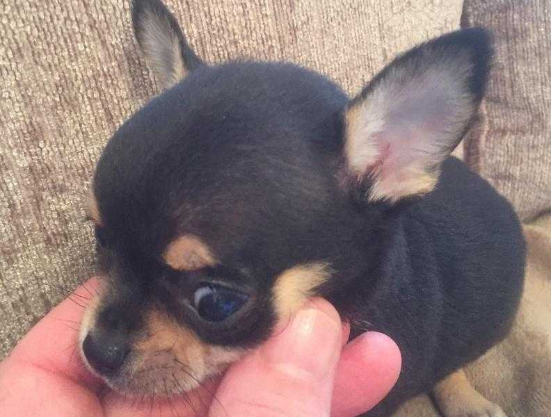 KC REG chihuahua males x3 smoothcoat puppies