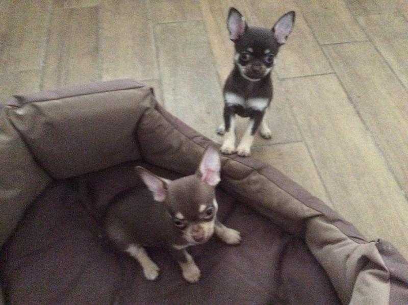 KC Reg Chihuahua puppies