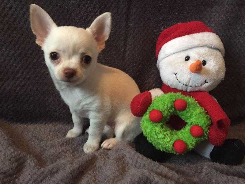 KC REG CHIHUAHUA PUPPIES