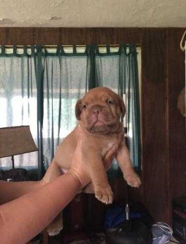 KC-REG DOG  BITCH LEFTGORGEOUS PUPS READY NOWDogue De Bordeaux Pups For Sale