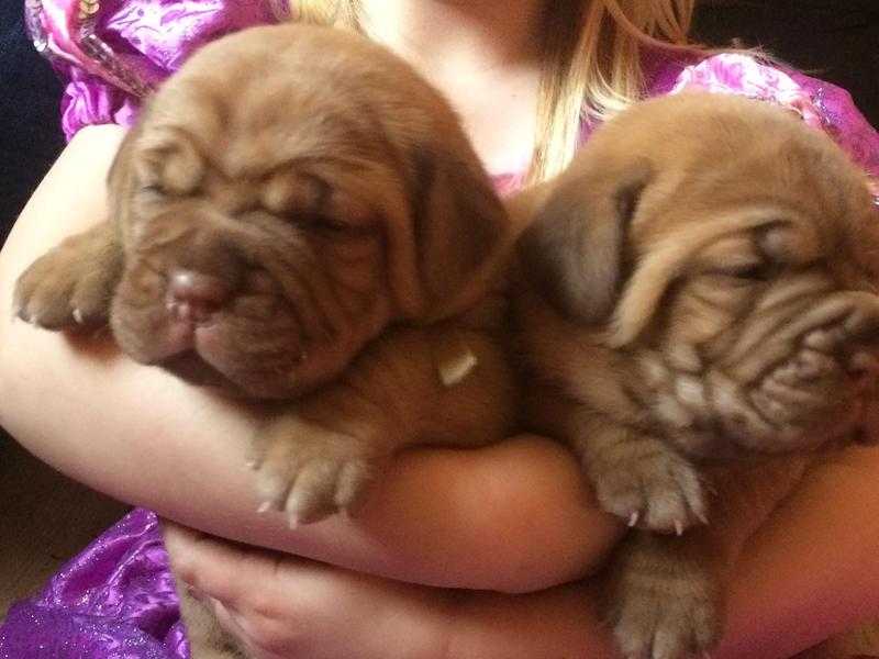 KC reg Dogue de Bordeaux pups