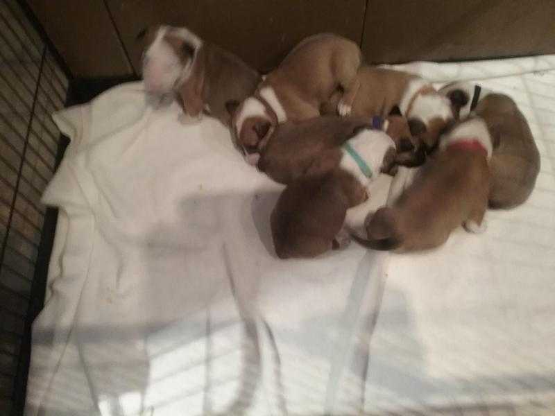 K.C reg English Bull Terrier puppies red and white