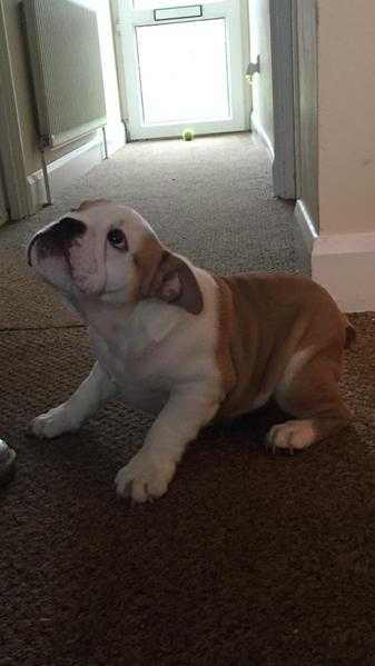 Kc reg English bulldog pick of litter