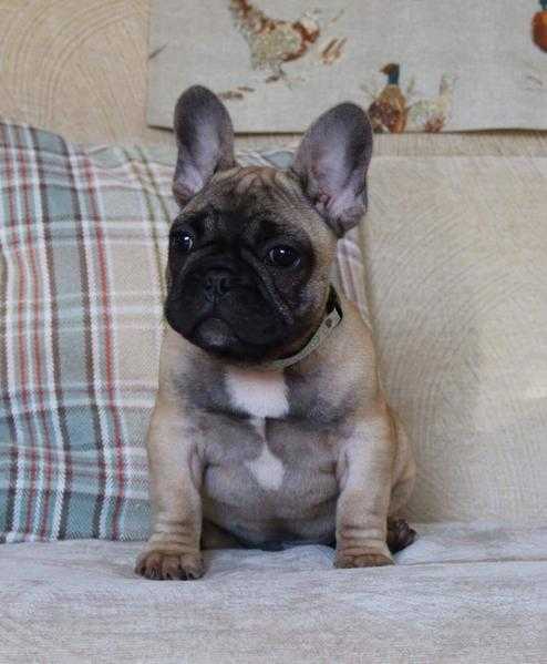 K.C Reg Fawn DMHC Health Tested Male French Bulldog Puppies