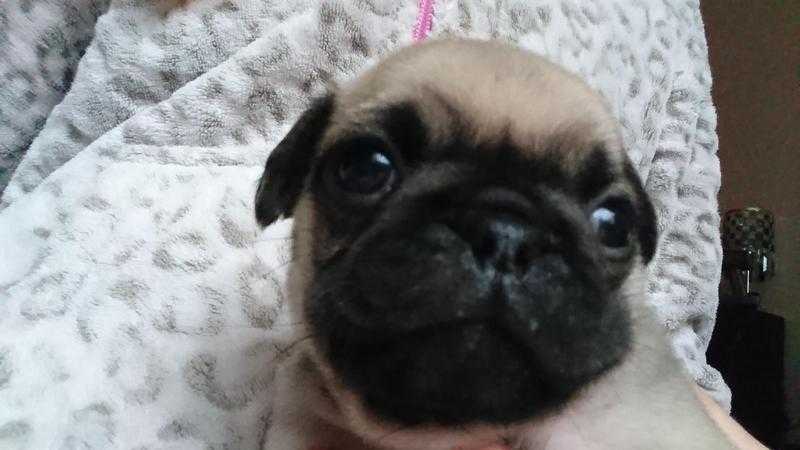 K.C REG FAWN WITH BLACK MASK PUGS FOR SALE