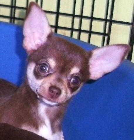 kc reg female chihuahua pup