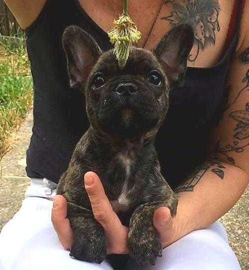 Kc reg French bulldog puppies