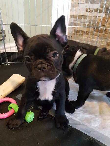 Kc Reg French Bulldog puppies READY NOW