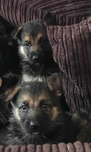 Kc reg German shepherd pups
