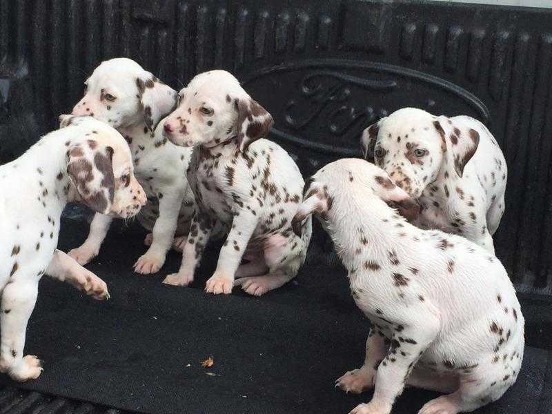 Kc reg liver spotted dalmatian puppies