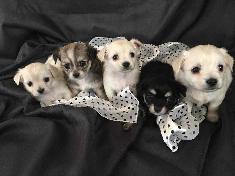 KC reg long coat chihuahua puppies