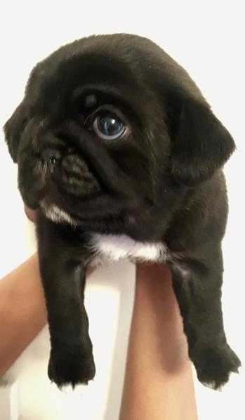 KC reg pug pup - exceptional quality - ready to leave now