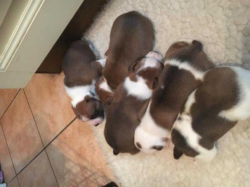 Kc reg red and white staffordshire bull terrier pups