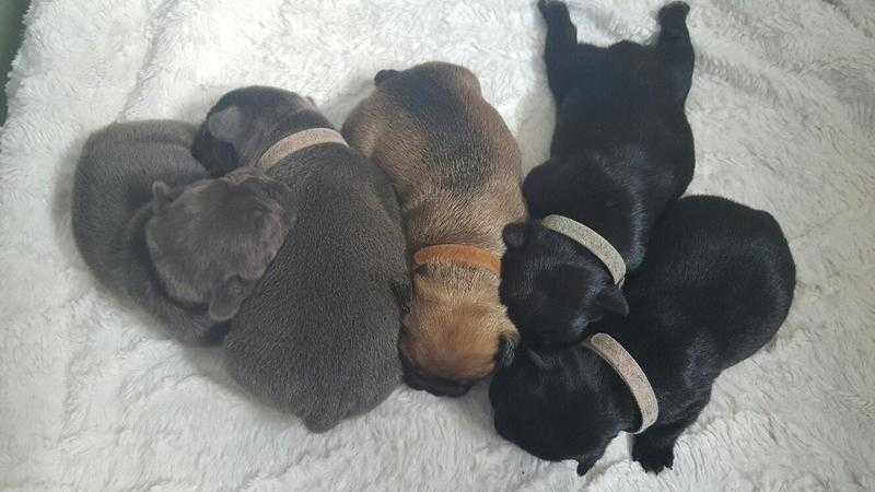 KC REG SELF WHELPED FRENCH BULLDOG PUPPIES READY TO BE RESERVED