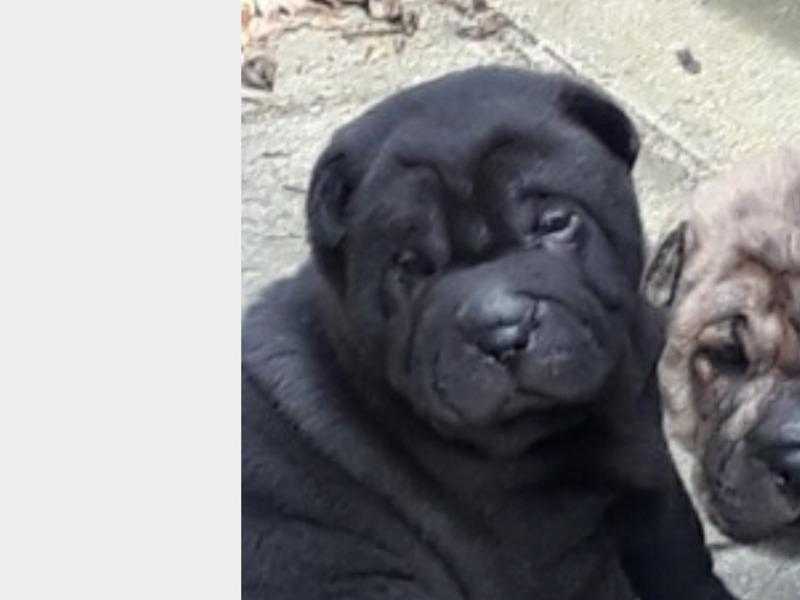Kc Reg Shar Pei puppy for sale