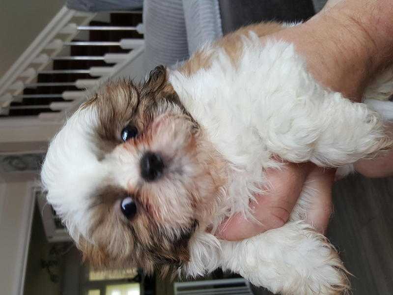 Kc reg Shihtzu puppies.