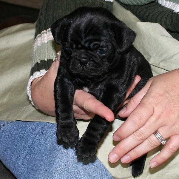 KC Reg Silver, Platinum, and Black pug puppies ready now