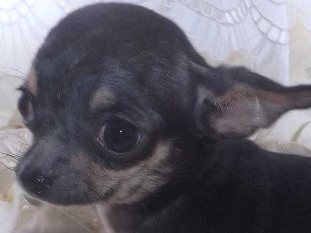 kc reg  smooth chihuahua girl blue and black white