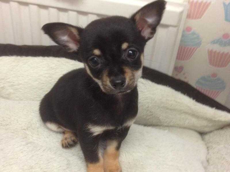 KC REG SMOOTH COAT CHIHUAHUA PUPPIES-READY NOW