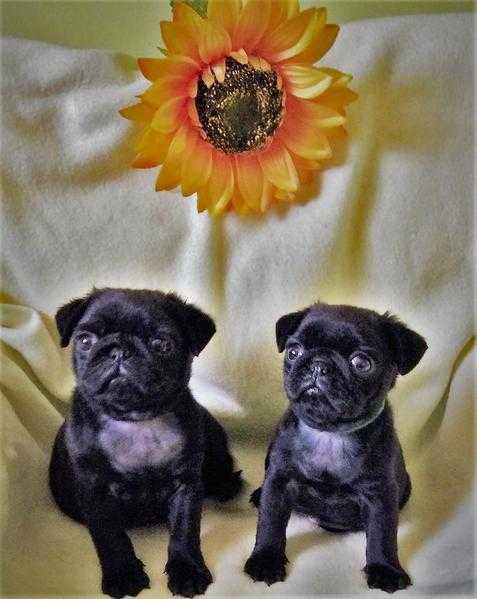 KC REG. STUNNING BLACK PUG PUPPIES