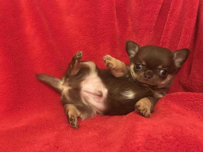 KC Reg Tiny Chihuahua boy