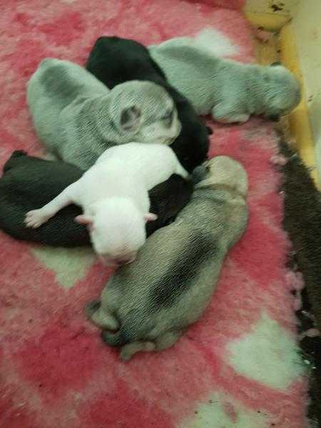 kc reg very rare colour pug puppies