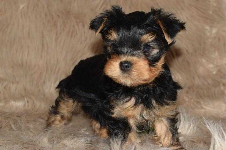 Kc Reg Yorkshire Terrier Puppies Ready To Go