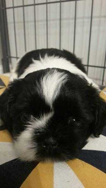 kc regards shih tuz puppies