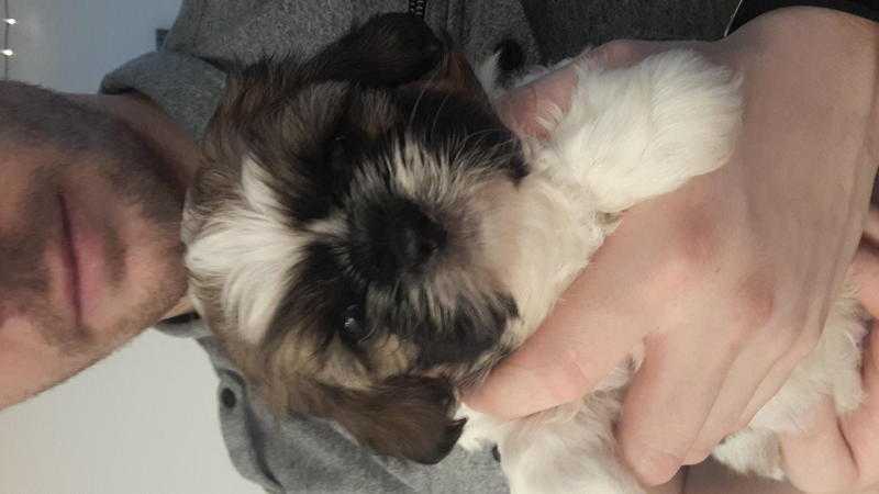 kc regards shih tuz puppies ready to leve now.