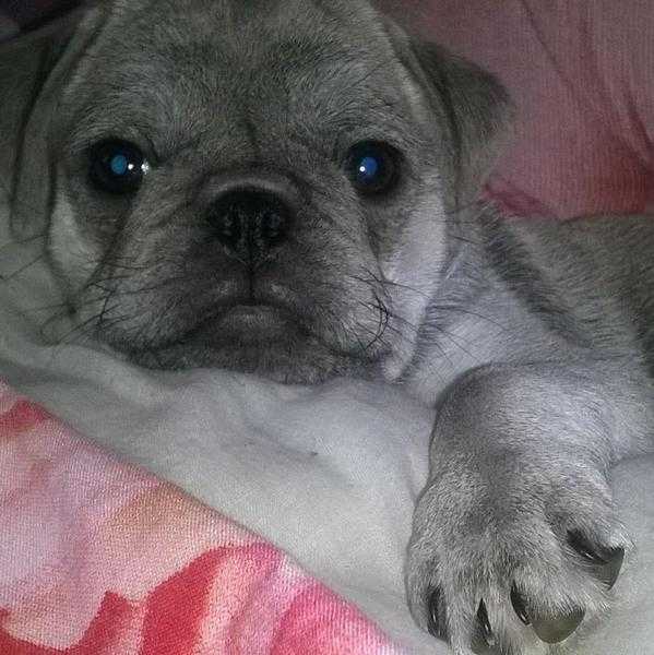kc regd pug puppies for sale from rare silver blue chinchilla dad