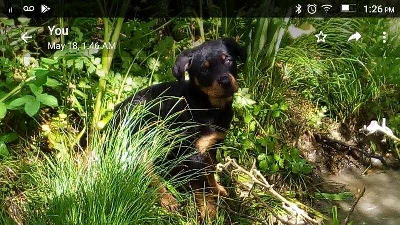 KC REGISTERD 4 MONTH OLD PEDAGRE ROTTWEILER FEMALE SELLING DUE TO PREGNECY