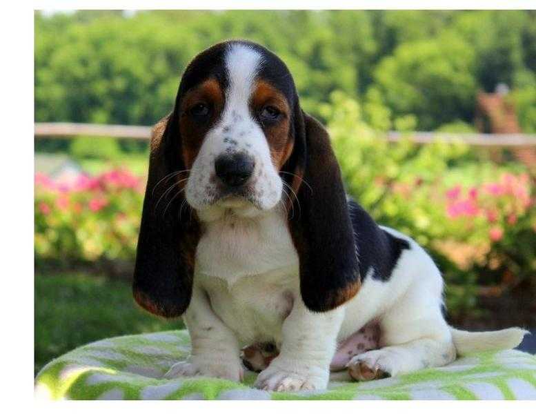 Kc registered Basset hound puppies