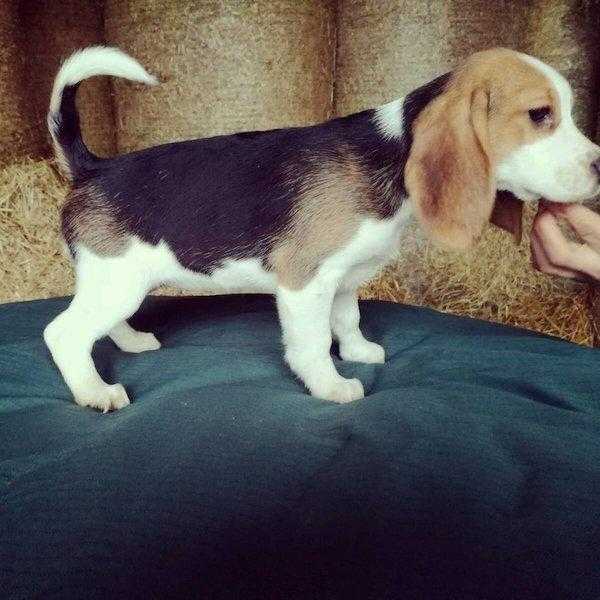 KC registered Beagle pups