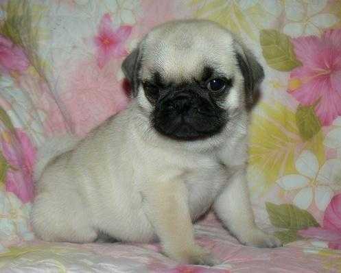 KC Registered Beautiful Pug Puppies