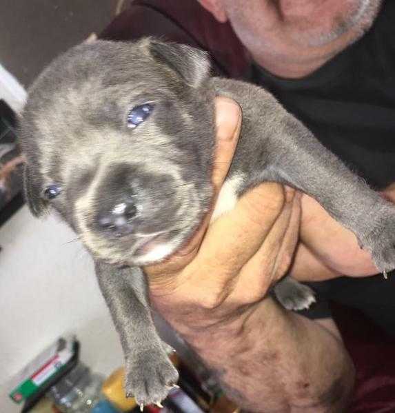 KC registered blue Staffordshire bull terriers