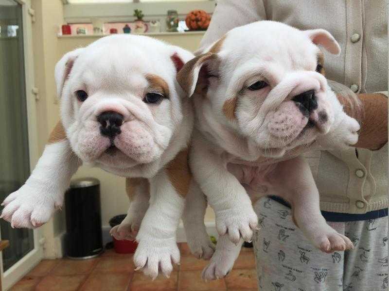 KC Registered British Bulldog Puppies