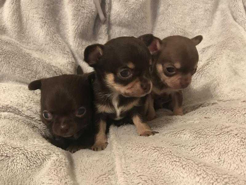Kc registered chihuahua puppies