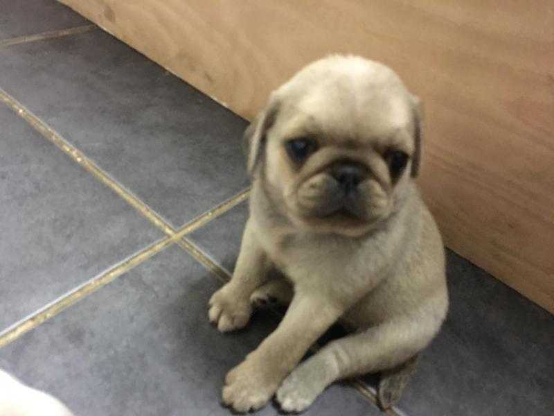 KC REGISTERED CHINCHILLA  PUGS MALE AND FEMALES AVAILABLE