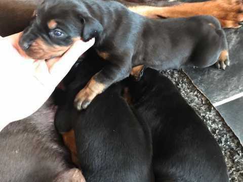 KC Registered Doberman puppies