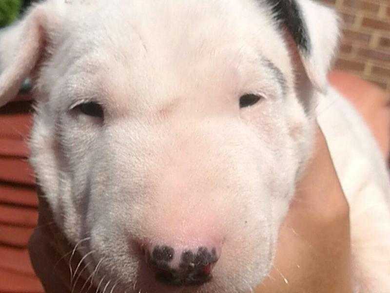 KC Registered English Bull Terrier Puppies