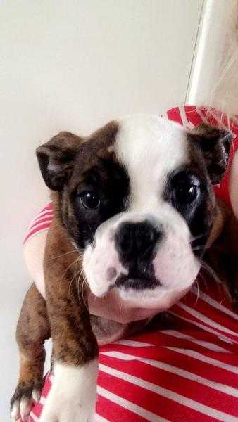 KC Registered English Bulldog