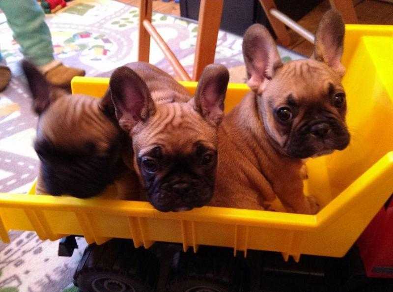 KC registered Fawn French Bulldogs puppies