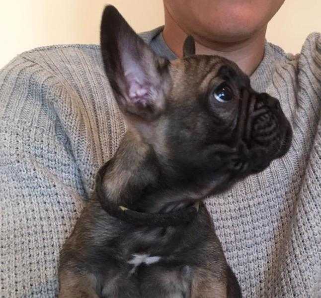 KC Registered French Bulldog Puppies